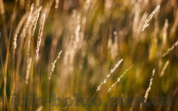 糖心柯德动漫考研app-糖心柯德动漫考研App，动漫的魅力与考研的实力并行